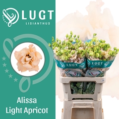 Eustoma Double Alissa Light Apricot 70cm
