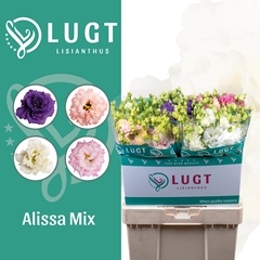 Eustoma Double Alissa Mix 70cm