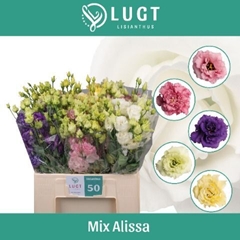 Eustoma Double Alissa Mix 65cm