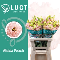 Eustoma Double Alissa Peach 70cm