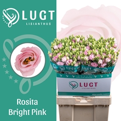 Eustoma Double Rosita Bright Pink 70cm