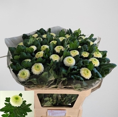Chrysanth Single Ping Pong 80cm 85gr.