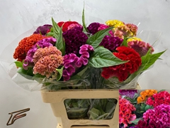 Celosia Mix 56cm