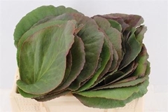 Bergenia Cordifolia 35cm