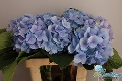 Hydrangea Verena Blue 60cm 16-18cm Hd