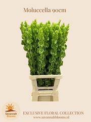 Moluccella 90cm