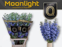 Delphinium Double Delphi's Moonlight 100cm