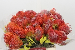 Leucospermum Crimson 40cm