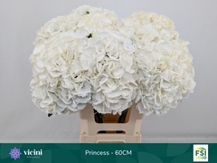 Hydrangea Royal Princess 60cm 17-19cm Hd