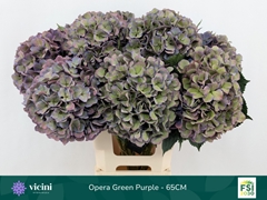 Hydrangea Royal Opera Classic 65cm 19-21cm Hd