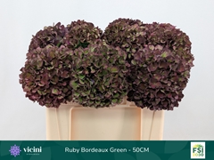 Hydrangea Rubyred 50cm 16-18cm Hd