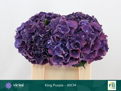 Hydrangea Royal King 40cm 12-14cm Hd