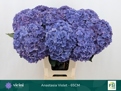 Hydrangea Royal Anastasia Blue 65cm 17-19cm Hd