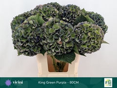 Hydrangea Royal King Classic 80cm 18-20cm Hd