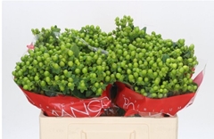 Hypericum Jungle Romance 50cm
