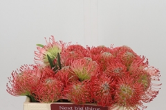 Leucospermum Ayoba Pink 30cm