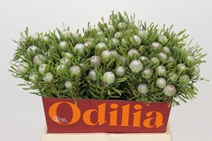 Leucadendron Galpinii Ayoba Silver Pearl 40cm