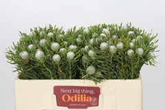 Leucadendron Galpinii Ayoba Silver Pearl 50cm