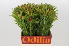 Leucadendron Ayoba Cherry Pearl 50cm