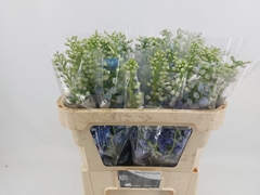 Delphinium Double Dewi Boy 80cm