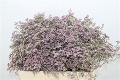 Limonium Safora Oshi Pink 60cm 20gr.