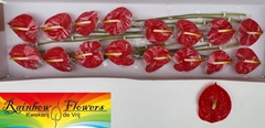 Anthurium Tropical 11cm Hd