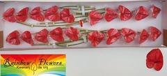 Anthurium Mars Imp 9cm Hd