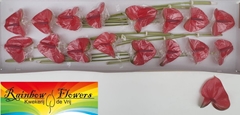 Anthurium Mars Imp 11cm Hd