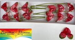 Anthurium Mars Imp 13cm Hd