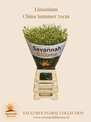 Limonium Sinense China Summer 70cm 35gr.