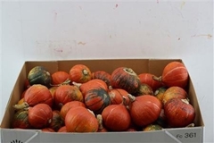 Cucurbita Maxima Turks Turban Mix