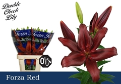 Lily La Forza Red 85cm 3+