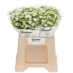 Kalanchoe Crystal White Meadow 40cm