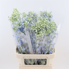 Delphinium Single Sea Waltz 90cm