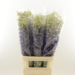 Delphinium Single Deldonna Purple 90cm