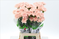 Dianthus Single Peach Novia 70cm