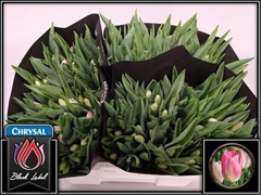 Tulip Single Dynasty 35cm 35gr.