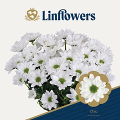 Chrysanth Spray Chic 70cm 100gr.