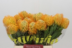 Leucospermum Jelena 40cm
