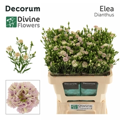 Dianthus Raffine Elea 60cm