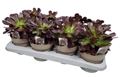 Aeonium Arboreum 14Ø 24cm