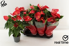 Anthurium Casparo 14Ø 45cm