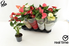 Anthurium Mix 3 Colours 12Ø 48cm