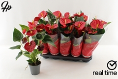 Anthurium Success Red 12Ø 43cm