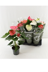Anthurium Mix 4 Colours 17Ø 55cm