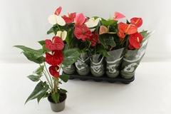 Anthurium Mix 4 Colours 12Ø 50cm