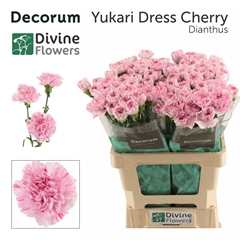 Dianthus Single Yukari Dress Cherry 60cm