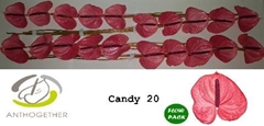 Anthurium Candy 9cm Hd