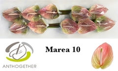 Anthurium Marea 15cm Hd