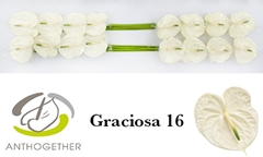 Anthurium Graciosa 11cm Hd